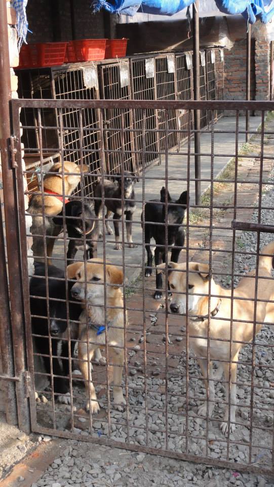 dogs at the gate Street Dog Care